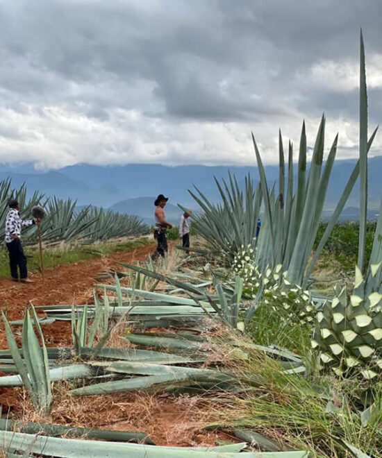 Mezcal